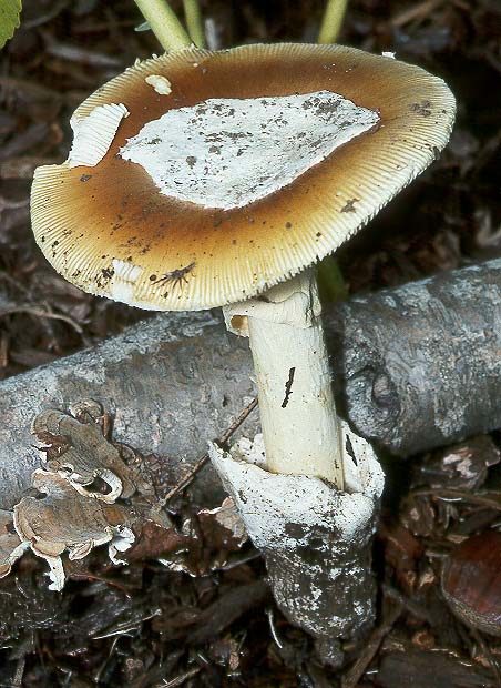 Amanita calyptroderma